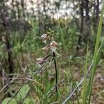 Epipactis palustris Blüte