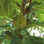 Ficus habrophylla Fruit