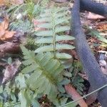 Polystichum acrostichoides ഇല