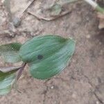 Tinantia pringlei Leaf