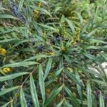 Mahonia fortunei Leaf