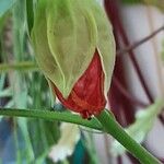 Callianthe picta Flor