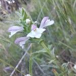 Bellardia trixago Floare
