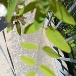 Robinia viscosa برگ