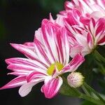 Tanacetum coccineumFlor