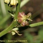 Crepis zacintha 花