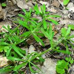 Galium aparine Foglia