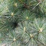 Pinus peuce Лист