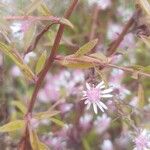 Symphyotrichum lateriflorum Leaf