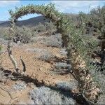 Fouquieria columnaris Rinde