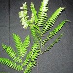 Adiantum trapeziforme अन्य