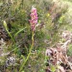 Gymnadenia borealis Flor