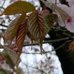 Prunus sargentii Leht