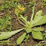 Taraxacum besarabicum Habitatea