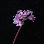 Nardostachys jatamansi Habit