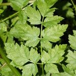 Oenanthe sarmentosa Leaf
