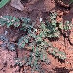 Euphorbia prostrata 葉
