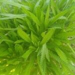 Achillea alpina Ліст
