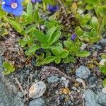 Veronica fruticans Foglia