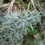 Seseli gummiferum その他の提案