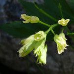 Cardamine enneaphyllos Květ