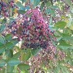 Sambucus nigra Fruit