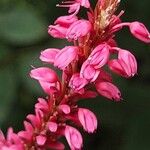 Bistorta amplexicaulis Flower