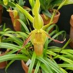 Phragmipedium longifolium Flower