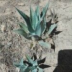 Agave havardiana Ліст