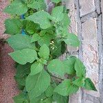 Solanum americanumLeaf