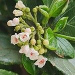 Viburnum suspensum Floare