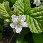 Rubus pruinosus Blüte