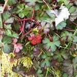 Geranium lucidum Leaf