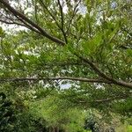 Terminalia mantaly Blad