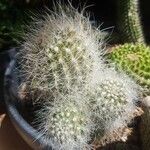 Cephalocereus senilis Blad