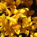 Genista scorpius Flower