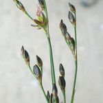 Juncus gerardi その他の提案