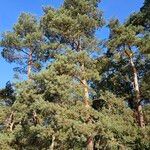 Pinus sylvestris Alkat (teljes növény)