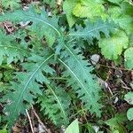 Cirsium alsophilum Leaf