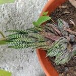 Haworthia reinwardtii Hostoa