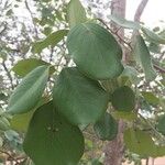 Pterocarpus rotundifolius Leaf