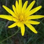 Scorzonera austriaca Flower