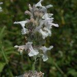 Nepeta nepetella 花