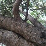 Boscia albitrunca Kabuk