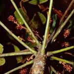 Acropogon dzumacensis Bark