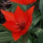 Tulipa praestans Floro