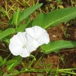 Ipomoea aquatica Flower