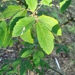 Acer maximowiczianum পাতা