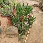 Stapelia grandiflora Leaf