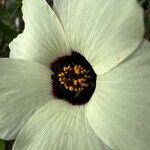 Hibiscus trionum Cvet